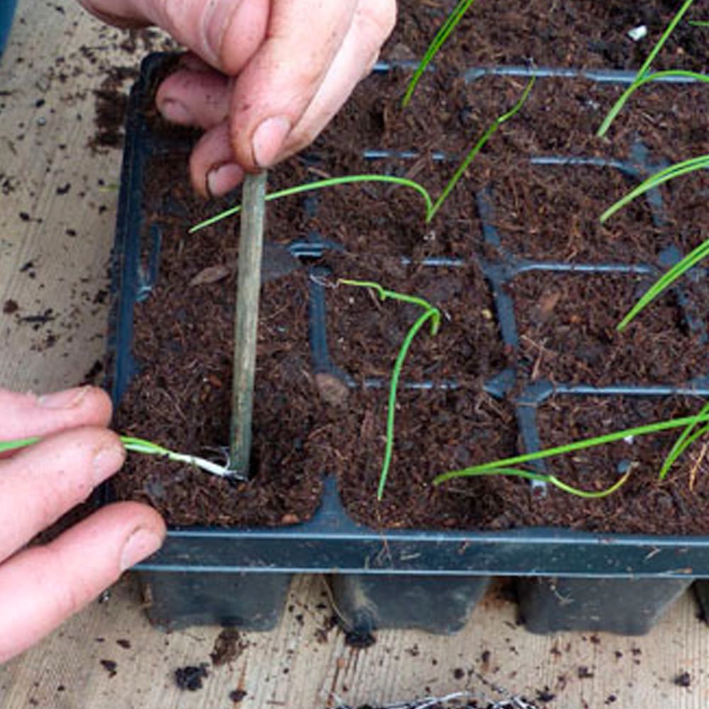 Пикировка рассады весной